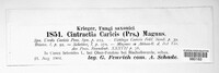 Anthracoidea caricis image